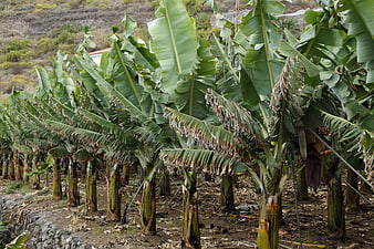 Rows of banana plants in a rural agricultural plantation