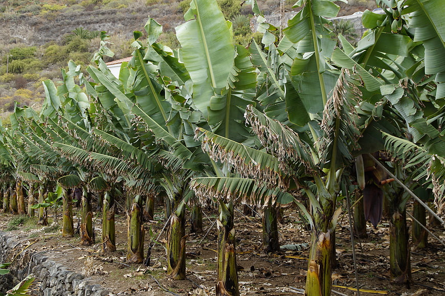 Rows of banana plants in a rural agricultural plantation