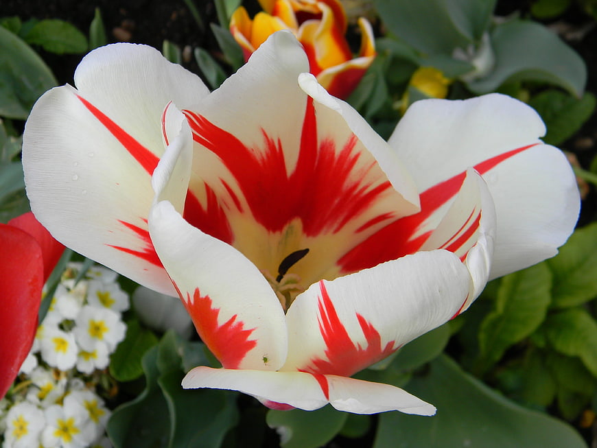 Close-up of white and red striped tulip flower