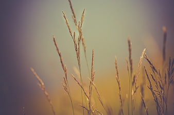 Golden Wheat Stalks in Soft Focus Field