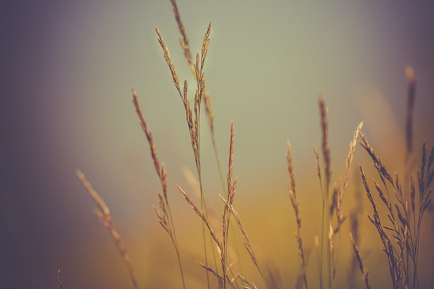 Golden Wheat Stalks in Soft Focus Field