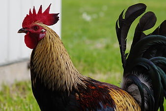 Close-up of a colorful rooster with red comb and golden feathers