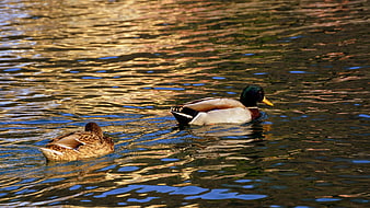 Male and Female Mallard Ducks Swimming in Golden Water