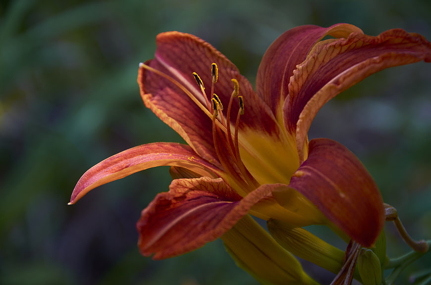 Close-up of vibrant orange and yellow daylily flower
