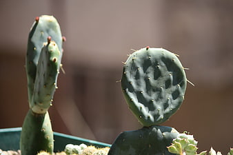 Close-up of Prickly Pear Cactus Pads in Sunlight