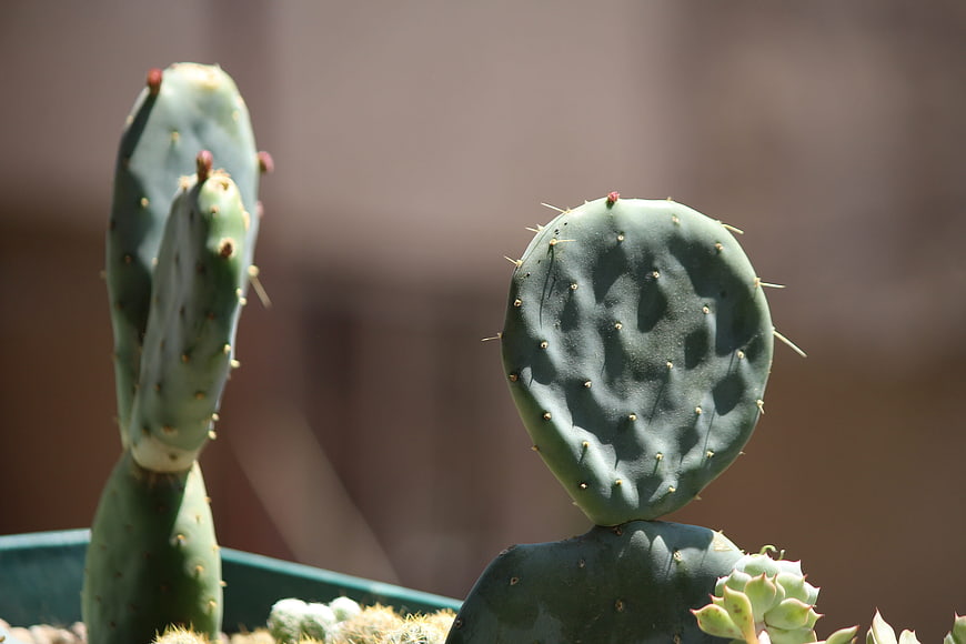 Close-up of Prickly Pear Cactus Pads in Sunlight