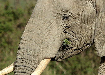 Close-up of African Elephant Eating Grass in Wild