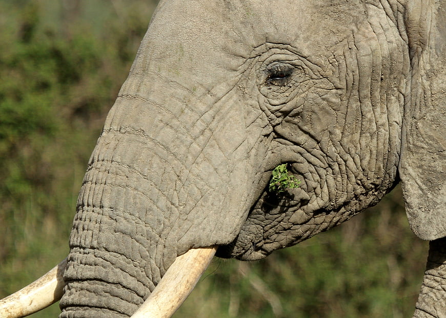 Close-up of African Elephant Eating Grass in Wild