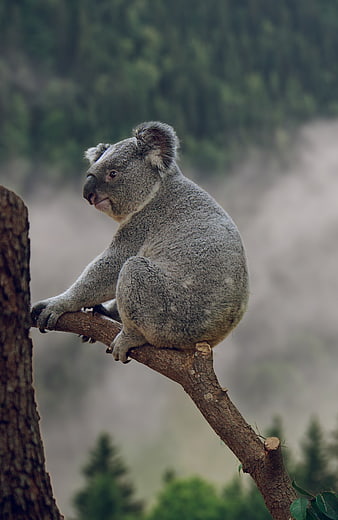 Cute Koala Bear Sitting on Tree Branch in Forest