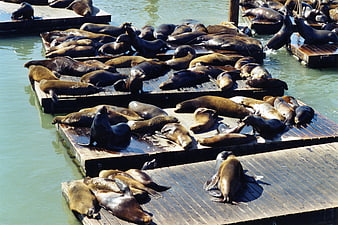 Sea lions basking on wooden docks at Pier 39 San Francisco