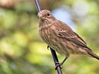 Close-up of a small brown bird perched on a wire