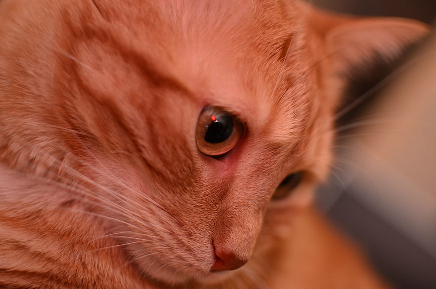 Close-up portrait of an orange tabby cat with intense gaze