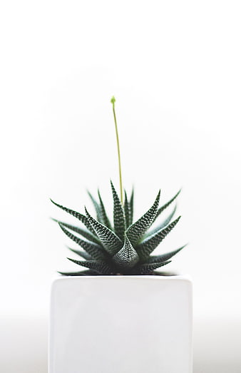 Haworthia succulent in white pot with large negative space
