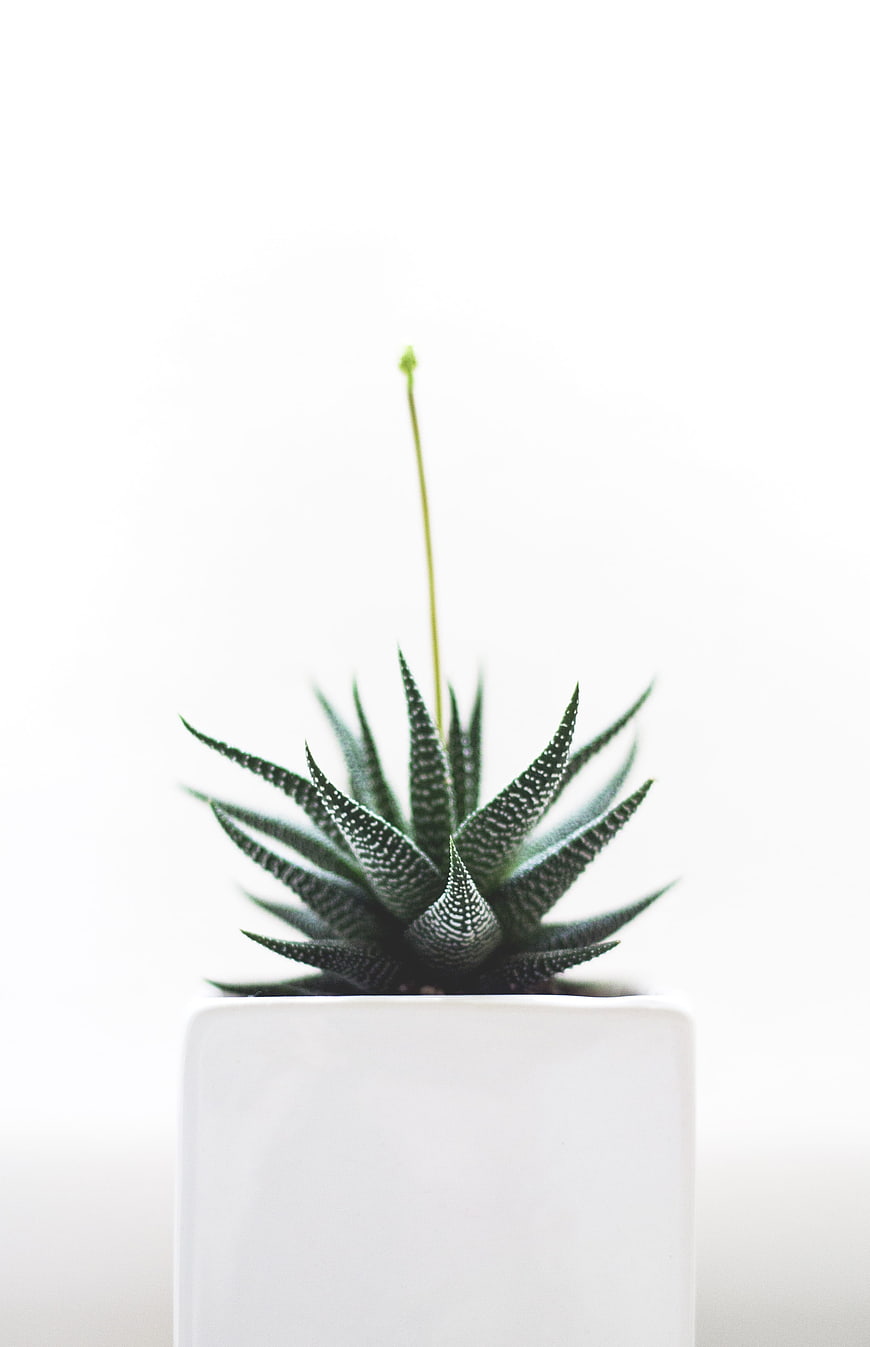 Haworthia succulent in white pot with large negative space