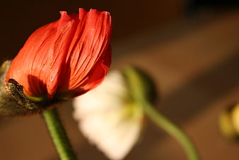 Close-up of a vibrant red poppy bud in sunlight