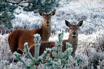 Two Red Deer in Frosty Winter Forest
