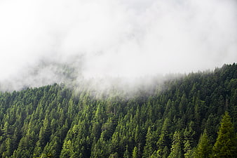 Misty green pine forest on a foggy mountain slope