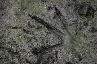 Close-up of bird footprint in wet muddy ground