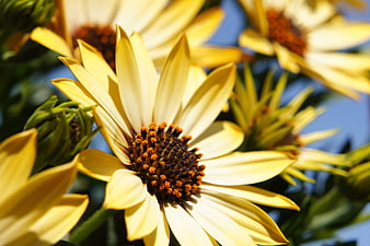 Close-up of yellow daisy flower with blue sky background