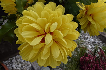 Close-up of vibrant yellow chrysanthemum flower bloom