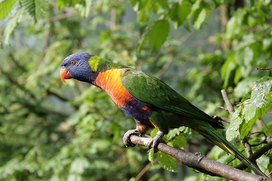 Colorful Rainbow Lorikeet Perched on a Tree Branch