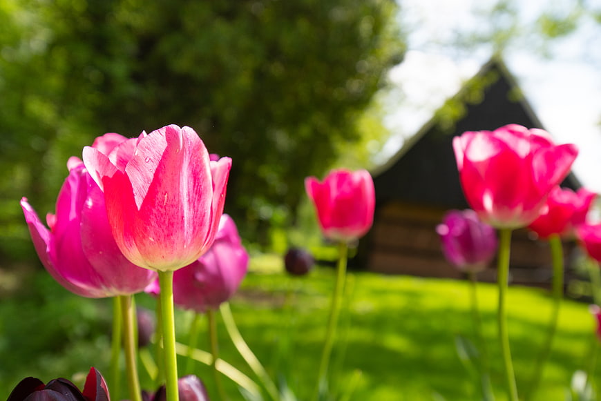 Vibrant Pink Tulips in a Sunny Garden with Wooden Cabin