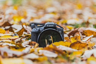 Canon DSLR Camera on Autumn Leaves