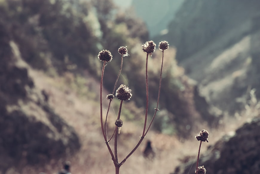 Dried wildflowers against blurred mountain landscape background