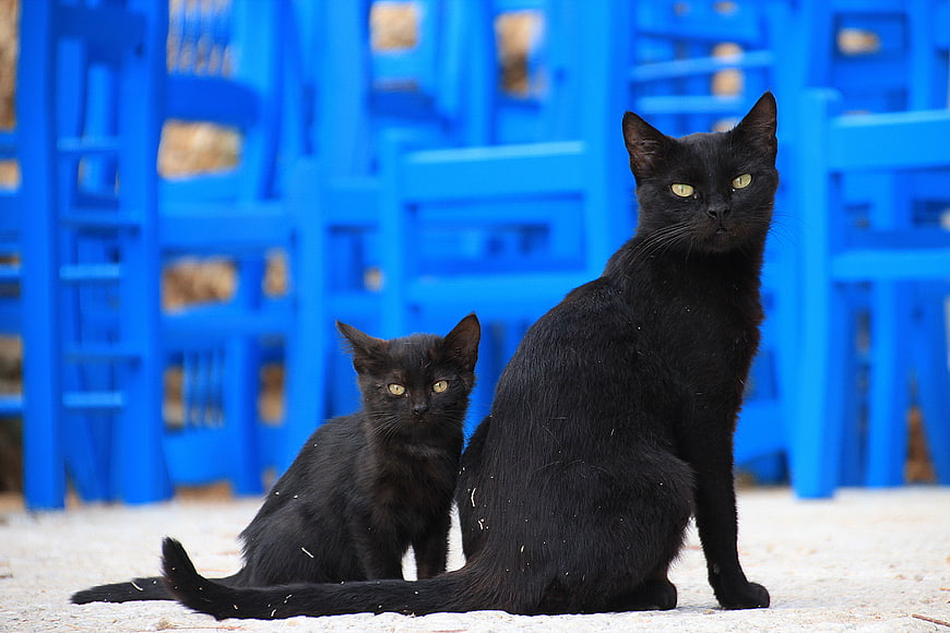 Two black cats sitting on white sand with blue chairs in background
