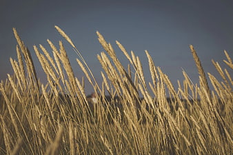 Golden Pampas Grass Close-Up Against Blue Sky