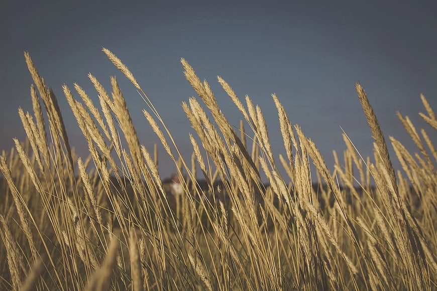 Golden Pampas Grass Close-Up Against Blue Sky