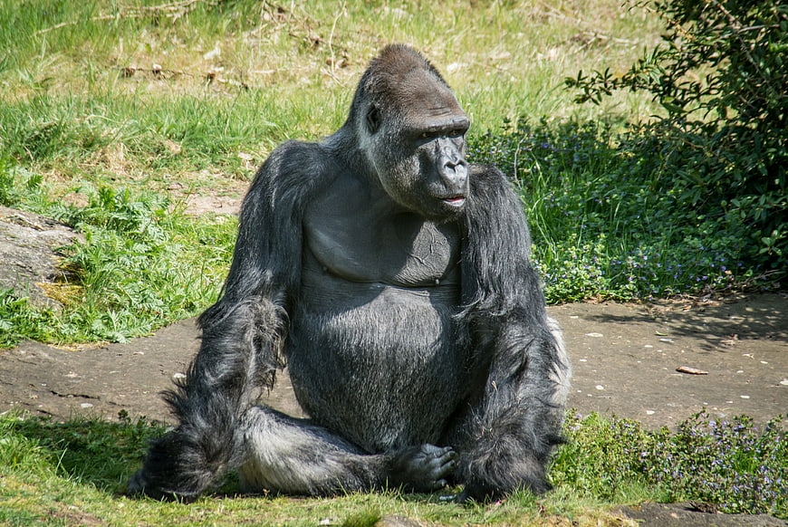 Majestic Silverback Gorilla Sitting in Natural Habitat