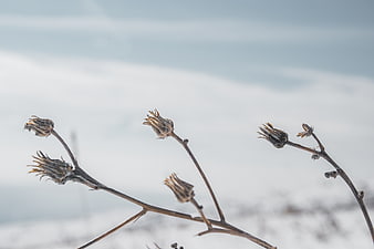 Dried flower buds on branches against snowy winter background