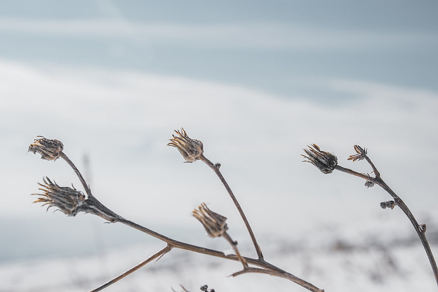 Dried flower buds on branches against snowy winter background