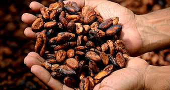 Hands holding roasted cocoa beans close up