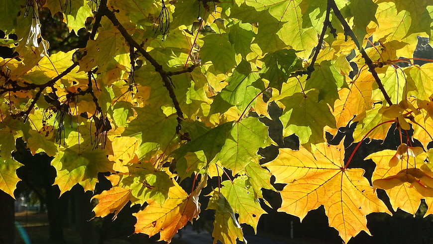 Sunlit Yellow and Green Maple Leaves in Autumn