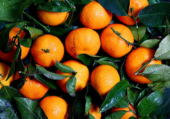 Fresh Wet Oranges with Green Leaves and Water Drops