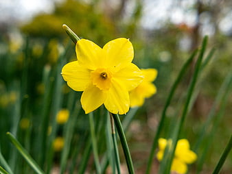 Close-up of a bright yellow daffodil flower in spring