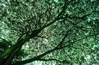 Low angle view of lush green tree canopy against sky