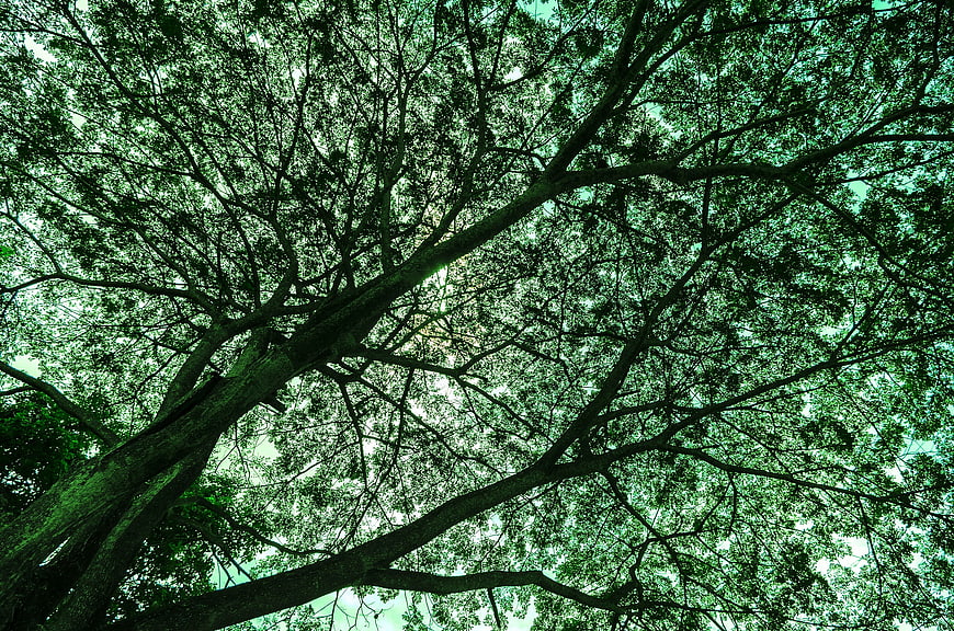 Low angle view of lush green tree canopy against sky