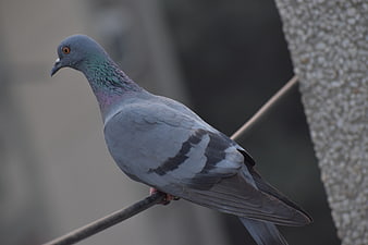 Close-up of a Rock Dove Perched on a Wire