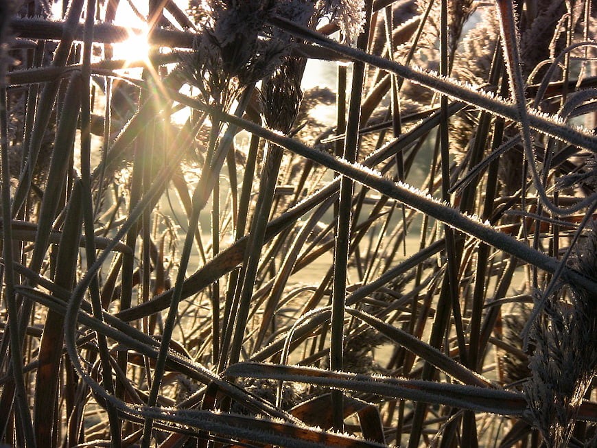 Frosty Reeds Backlit by Winter Sunlight