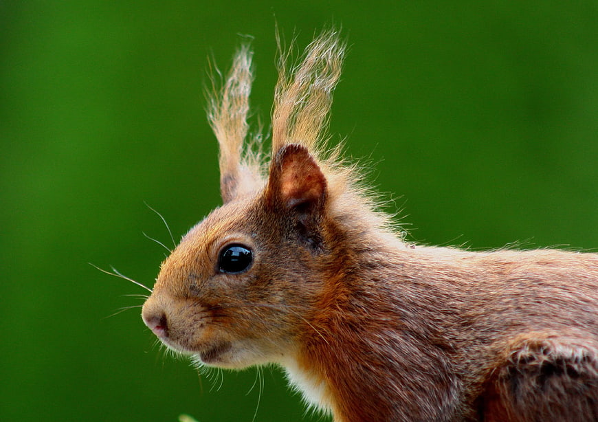 Close-up of Red Squirrel with Tufted Ears