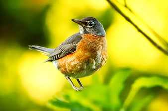 American Robin perched on branch with blurred yellow background