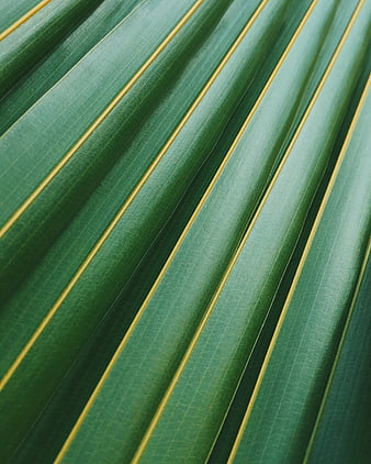 Close-up of green palm leaf with yellow veins
