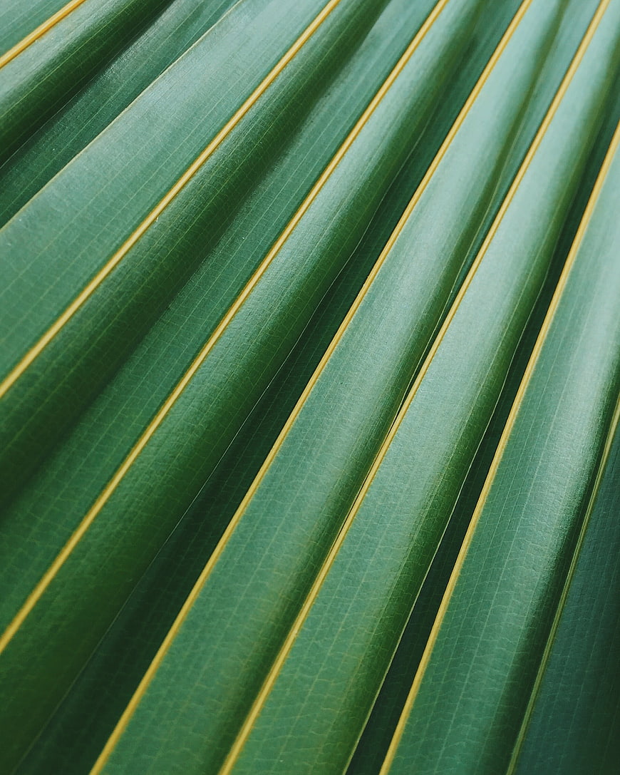 Close-up of green palm leaf with yellow veins