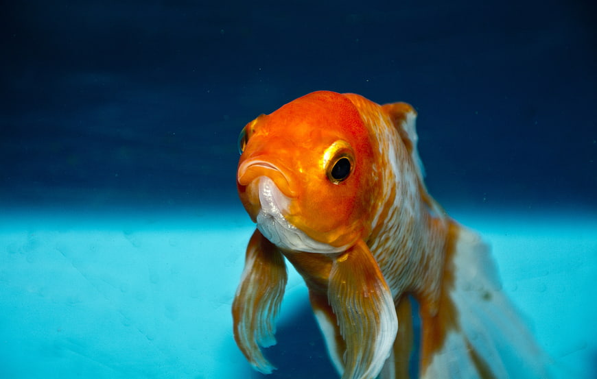 Close-up of an orange goldfish swimming in blue water