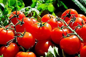 Fresh Red Tomatoes on the Vine with Green Leaves