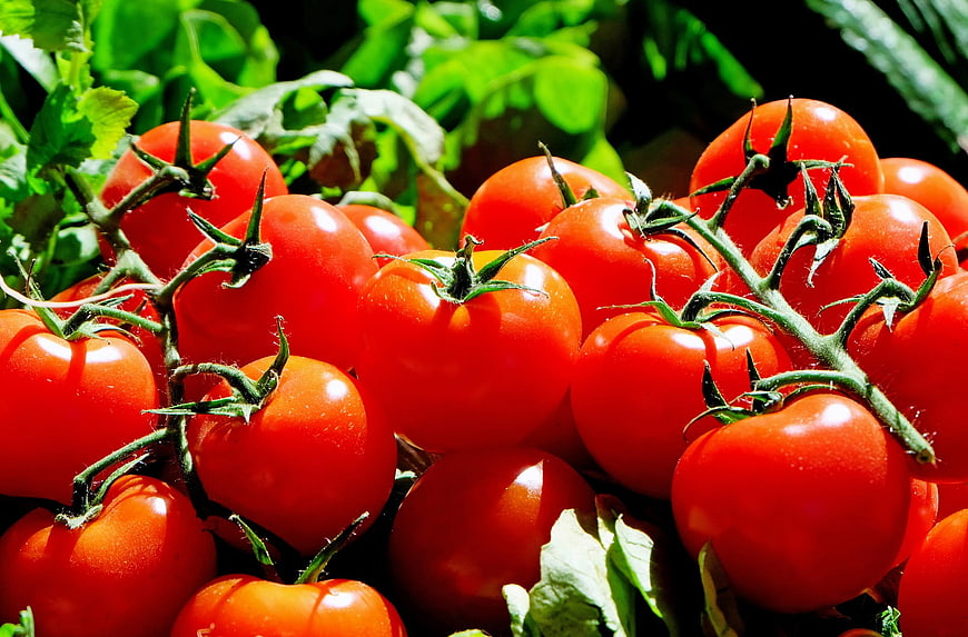 Fresh Red Tomatoes on the Vine with Green Leaves
