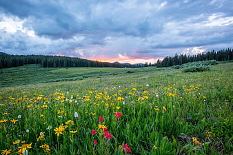Vibrant Wildflower Meadow at Sunset with Forest and Clouds
